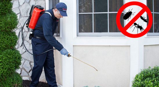 Hocalar Kene İlaçlama böcek ilaçlama ve haşere kontrolü — ilaclama-tr.com